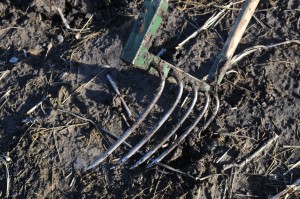 Curved tines of the Broadfork