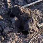 Broadfork tines lifting clumps of soil.