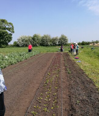 A bed of beetroot planted out by our volunteers.