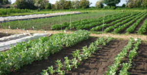 Market Garden image