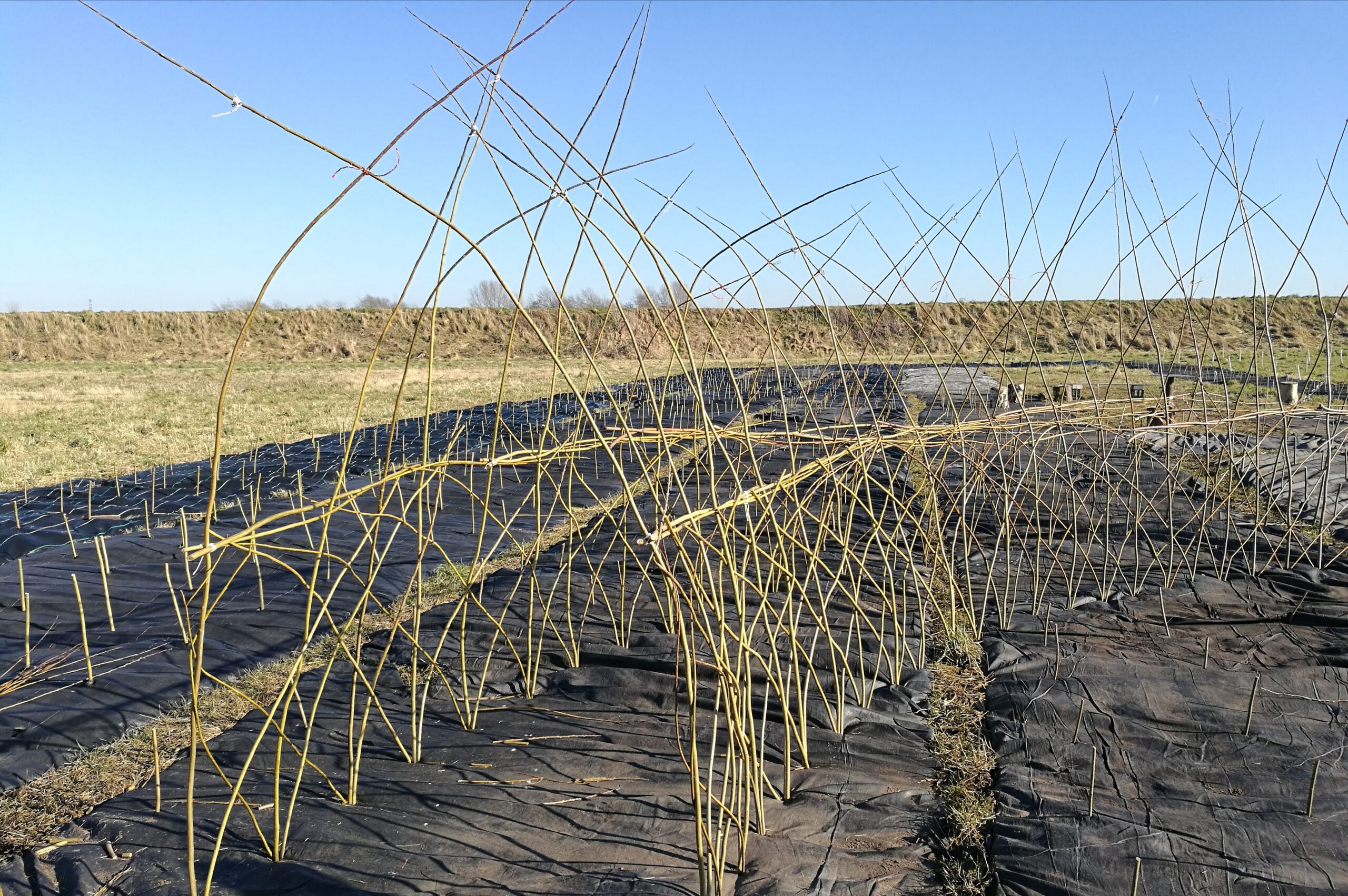 Living Willow Structure Workshops Starting Sunday 11th November