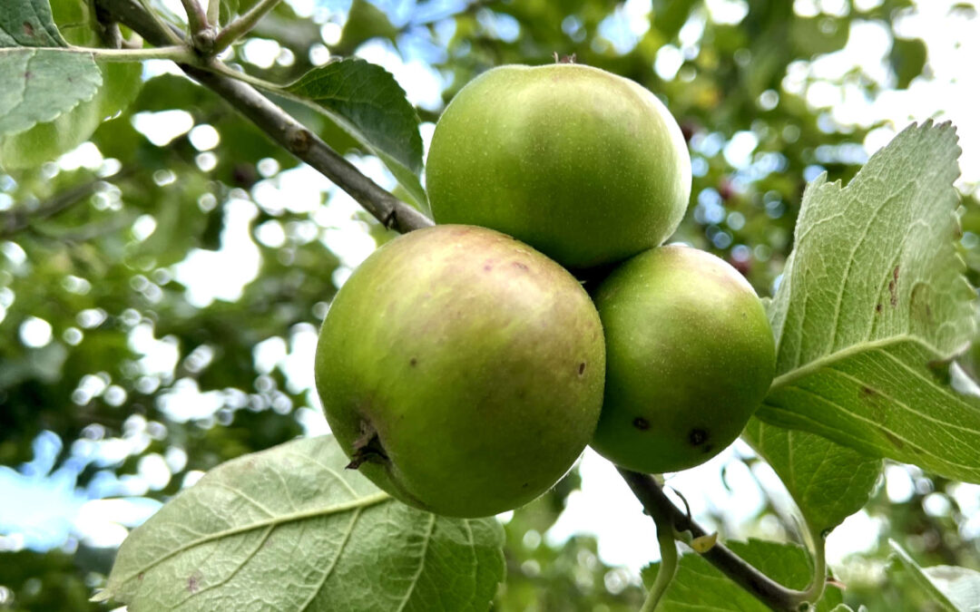 Picture of Bramley Apples on a tree