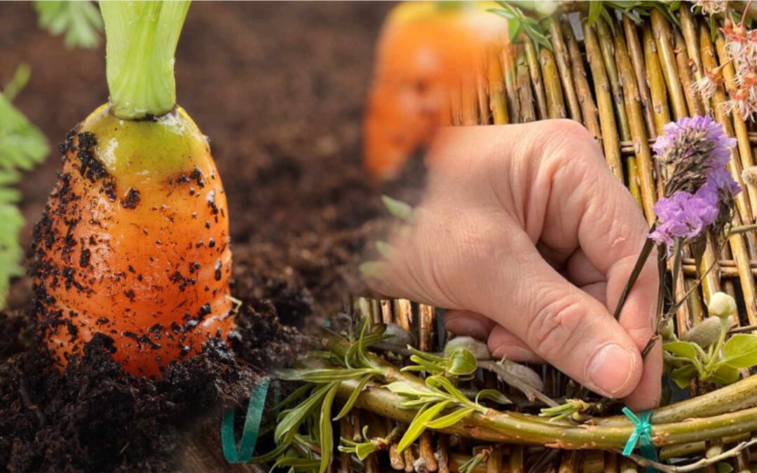 Montage image of carrots and crafting a willow basket
