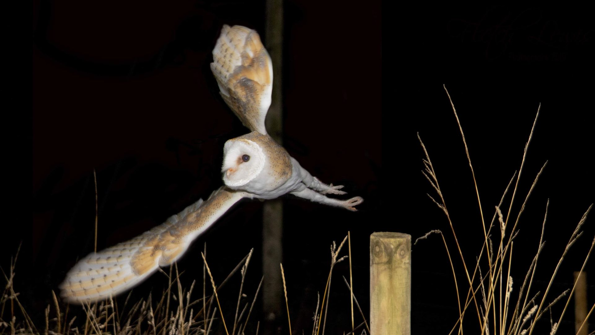 image of barn owl<br />
