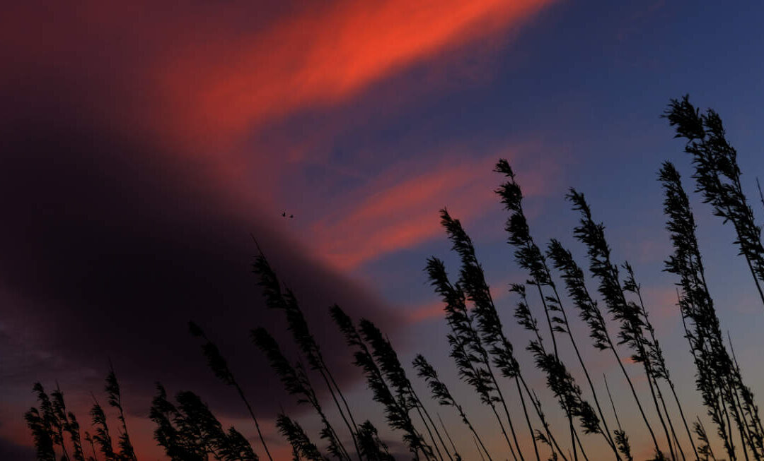 What the Farm Has Taught Me About Compassion, Courage, and Care