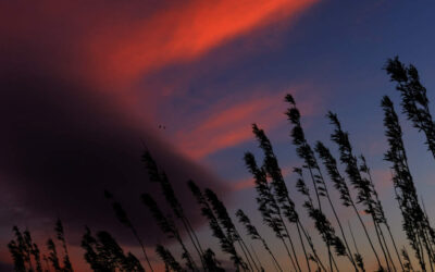 What the Farm Has Taught Me About Compassion, Courage, and Care