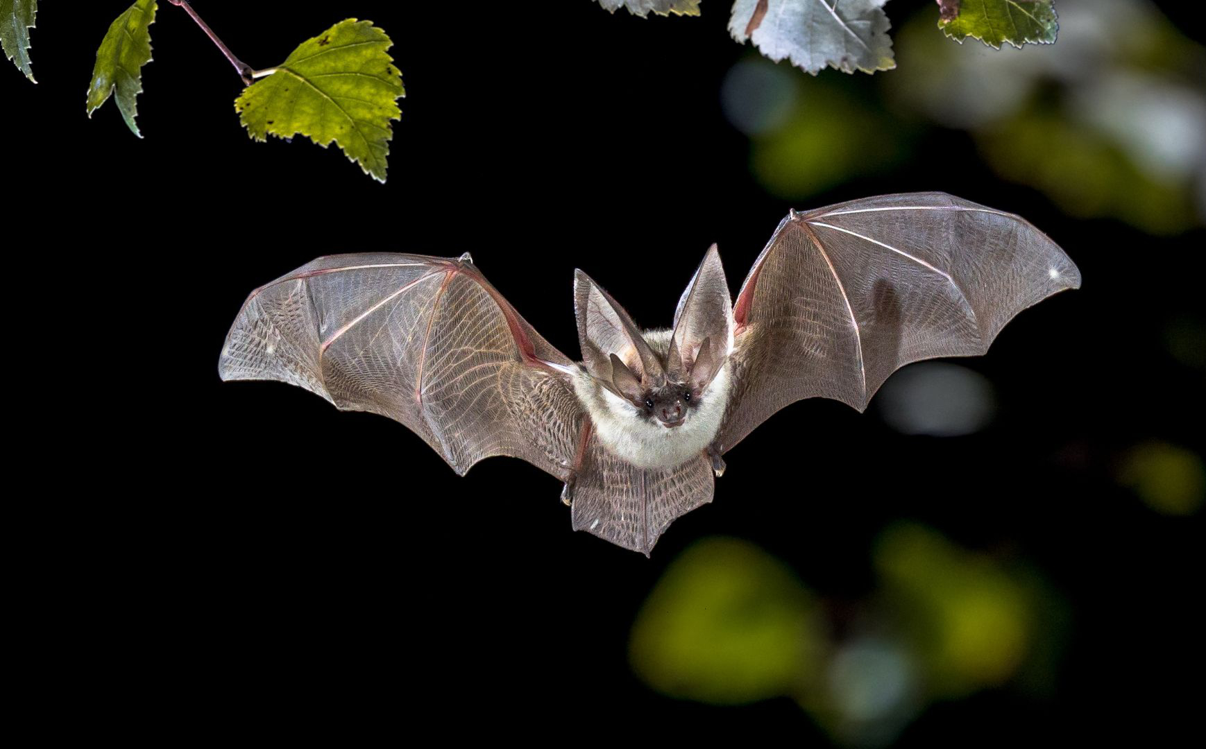 Rare Grey Long-eared  Bat
