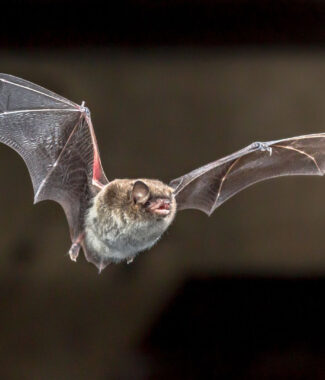 Flying Daubentons bat