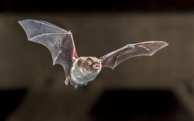 When Darkness Falls: Join Our Bat Walk at Burscough Community Farm