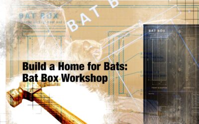 Build a Home for Bats: Bat Box Workshop at Burscough Community Farm – Saturday 7th November 2026