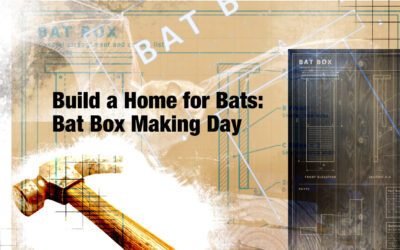 Build a Home for Bats: Bat Box Making Day at Burscough Community Farm – Saturday 7th November 2026